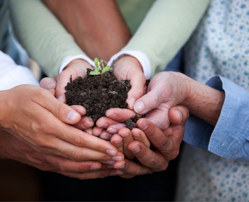 more hands with seedling